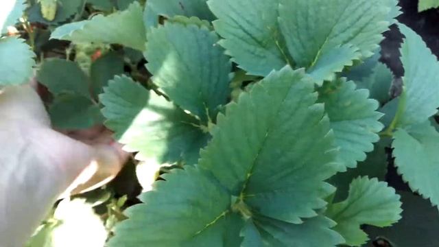 Клубника Дивная 26.05.2018 смотреть онлайн