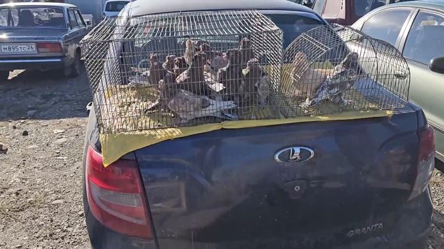 Голуби цены Птичий рынок г Пятигорск-ч2 смотреть онлайн