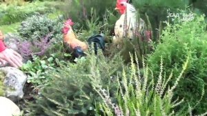 Почему сохнут верески. Сайт "Садовый мир"