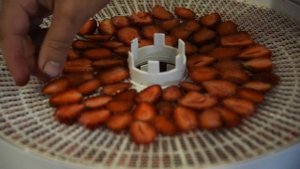 Сушка клубники в электросушилке | Чипсы из клубники