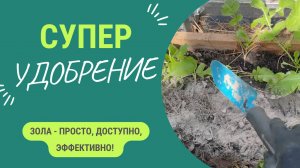 Подсыпаем золу под созревающие культуры - супер эффект!