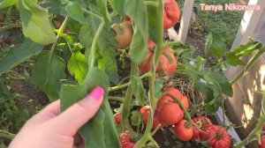 ТОМАТ МИСИС МАКСВЕЛ. MRS. MAXWELL TOMATO ?. ОБЗОР КУСТА И ПОМИДОР.