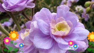Герань луговая Summer Skies. Краткий обзор, описание характеристик, где купить саженцы