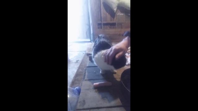 Кот Барсик 7