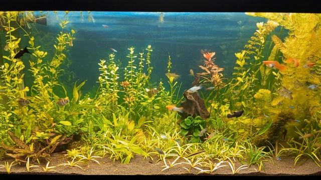 Изменения в дизайне большого аквариума новая коряга с анубиасом #nik_72 смотреть онлайн