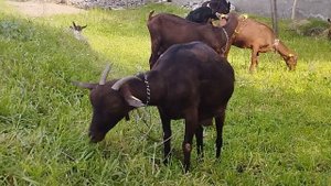 Мурсиана Гранадина