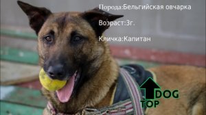 Профессиональная дрессировка собак в Одессе | «SMART-DOG» 