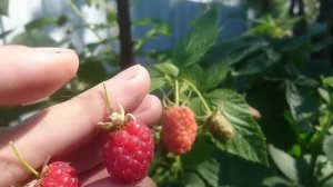 Малина Краса России размером больше 3 см www sajenecklin com