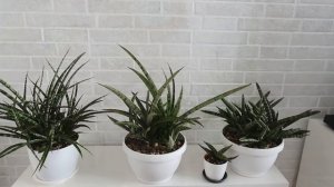 Мои сансевьерии.Полная коллекция 40+ растений. Август 2021. My entire sansevieria plant collection.