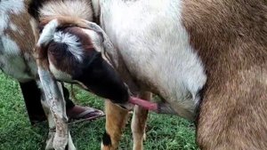 Goat mating Female Goat