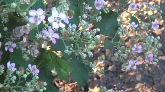 35-40 кг. ежевики с куста, цветение и плодоношение