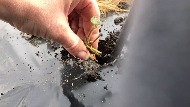 Высадка клубники и лука на даче сезон 2021 смотреть онлайн