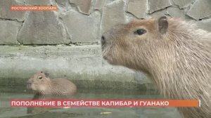 В Ростовском зоопарке у семейства капибар пополнение