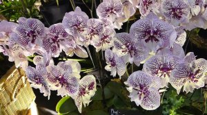 Phalaenopsis Yu Pin Easter Island x Phalaenopsis Tying Shin Classic
