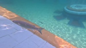 Обзор SEALANYA SeaPark Dolphinpark!  Экскурсия в Турции! Плавание со скатами и акулами ????#Sealany