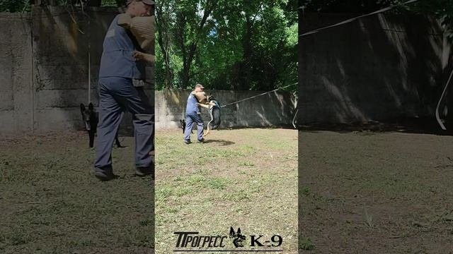 German shepherd dog.Немецкая овчарка чепрачного окраса.Дрессировка.#немецкаяовчарка #germanshepherd