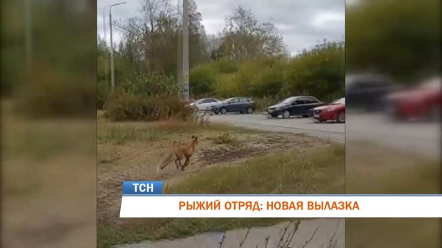 РЫЖИЙ ОТРЯД: НОВАЯ ВЫЛАЗКА смотреть онлайн