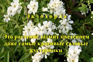 Экзохорда