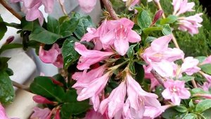 Вигейла самая ранняя и стойкая