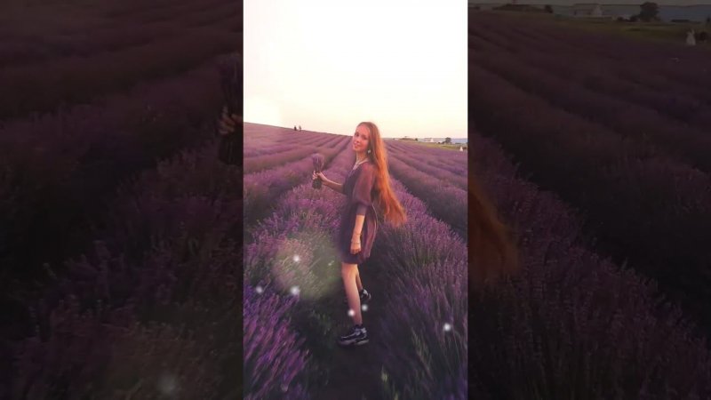 Лавандовое поле