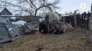 Жизнь в селе#Казахстан#Заканчиваем один сеновал.Ждем отел.