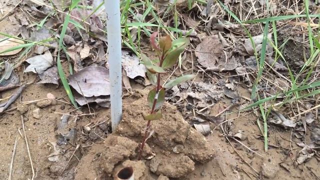 Выращивание фисташек на дачном участке часть 19 смотреть онлайн