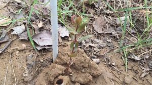 Выращивание фисташек на дачном участке часть 19