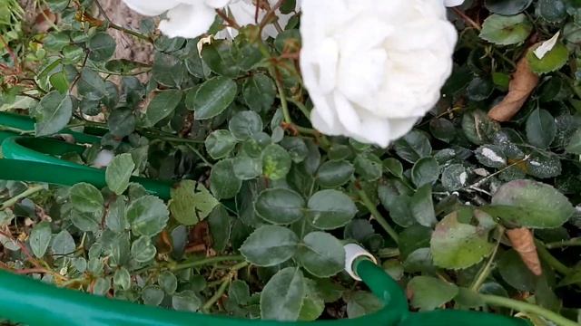 РОЗА ,,СВАНИ",ПОЧВОПОКРОВНАЯ. 05.09.2020г. смотреть онлайн