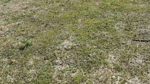 Мороз сделал своё дело. Надеемся на лучшее, а готовимся к худшему...  Растим большие тыквы