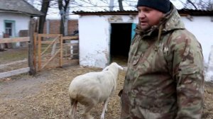 Кормим баранов хвоей в зимнее время.