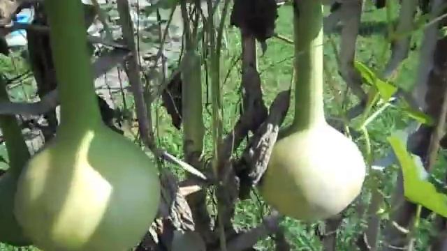 Южные фрукты (Как растет:гранат,фейхуа,банан итд) смотреть онлайн