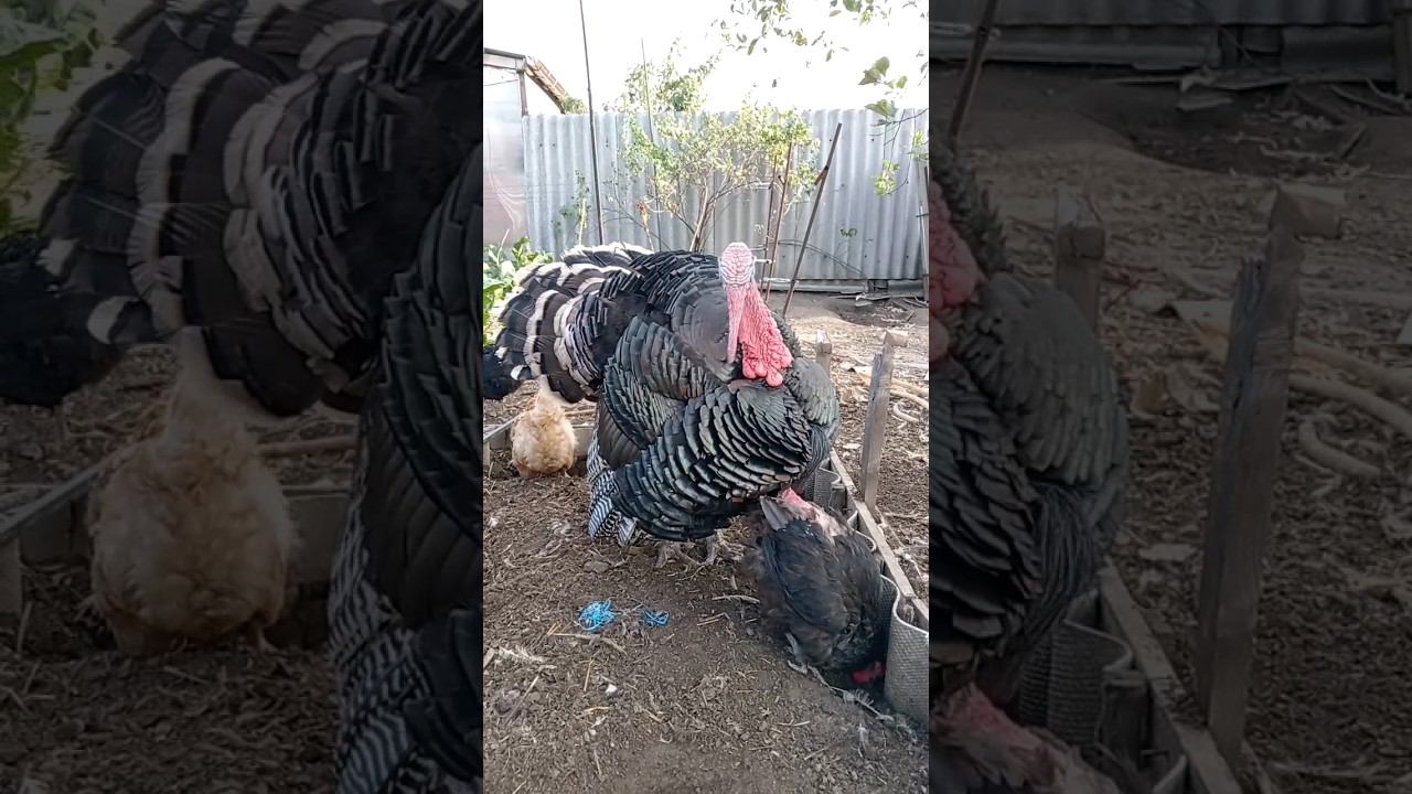 Индюк смотреть онлайн