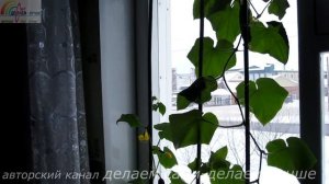 Выращивание огурцов на подоконнике. Результат выращивания огурцов на подоконнике зимой.