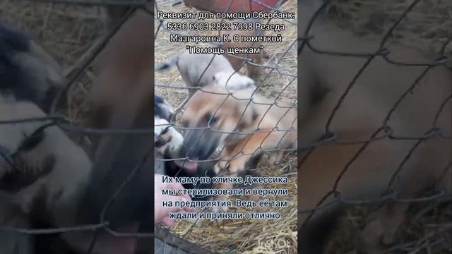 щенков спасённых с предприятия 3 месяца назад ЖДЁТ УЛИЦА ?? смотреть онлайн