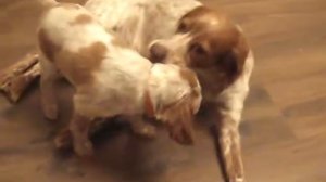 Щенки Бретонского Эпаньола.2мес.