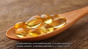 Как давать рыбий жир цыплятам бройлерам?