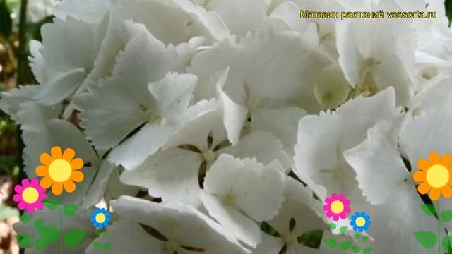 Гортензия крупнолистная Нимфа. Краткий обзор, описание характеристик hydrangea macrophylla Nymphe