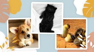 Слайд-шоу домашних питомцев Adopt Pet Yellow Promo Videohive DIZAYNPROJECT