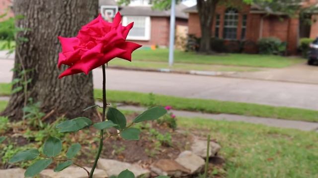 Canon 800D/ T7i смотреть онлайн