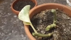 ?Пеперомия.Посадка,уход,черенкование,обрезка.