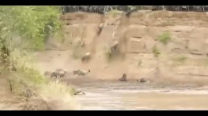 Миграция антилоп гну через реку Масаи-Мара, Кения