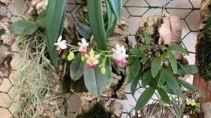 Растения на моей террасе. Весна. Цветение. Обзор цветущих орхидей.