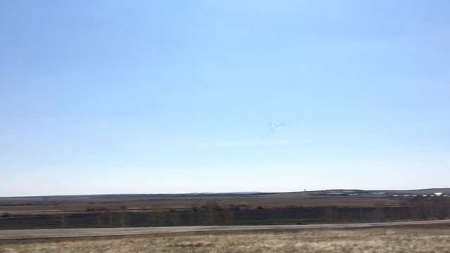 Как я тренирую голубей смотреть онлайн