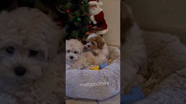 www.maltipoomini.ru Новогодние щенки мальтипу -Мальчики мини..🌲🌟👌