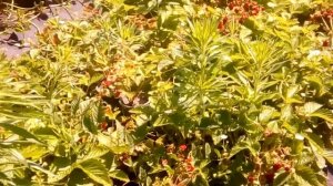 Земляника ремонтантная Аттила