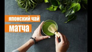 Матча – польза и вред японского чая