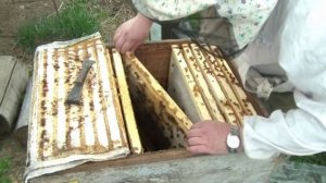 Смотрите и ужасайтесь - работа со среднерусской пчелой, самой злобливой и самой агрессивной!