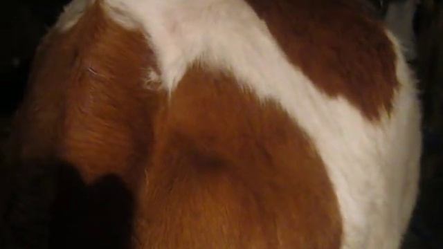 Смотрим связки у коровы перед отелом смотреть онлайн