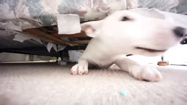 Glory the Miniature Bull Terrier: Who's under the bed? смотреть онлайн