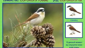 Сорокопут. Евразия. Голоса птиц